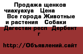 Продажа щенков чиахуахуа › Цена ­ 12 000 - Все города Животные и растения » Собаки   . Дагестан респ.,Дербент г.